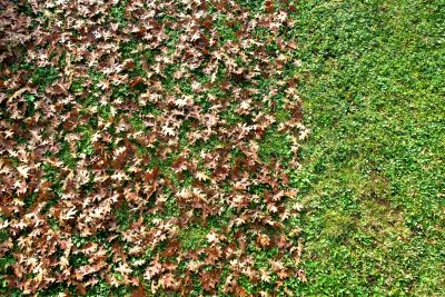 Roof Leaf Clearing in Spring