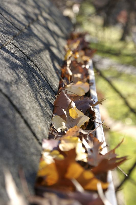 Roof Before Leaf Clearing